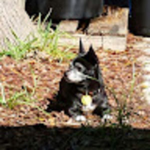 Meet your Posher, Grisel